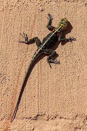 File:Agama roqueño de Namibia (Agama planiceps), parque nacional de Namib-Naukluft, Namibia, 2018-08-05, DD 82.jpg