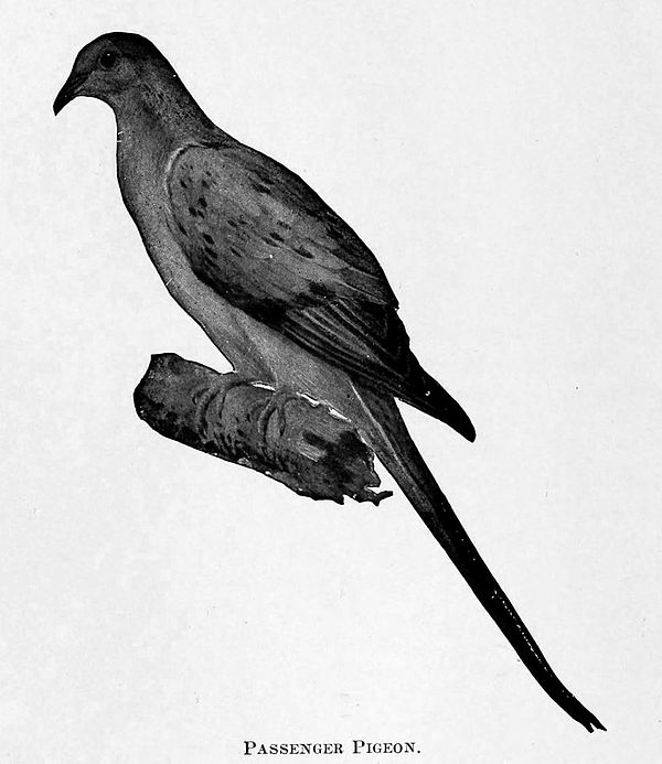 Passenger pigeons were hunted to extinction sometime after the 1870s, with the last large nesting in Petoskey, Michigan, in 1878.