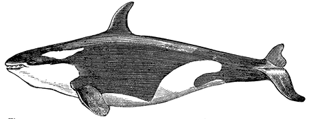 Fig. 7. Delphinus Orca. L. naar eene afb. van schlegel