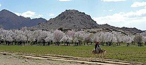 Almond trees in Zabul Province of Afghanistan.jpg