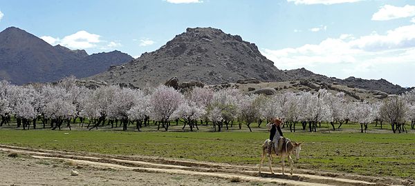 Almond trees in Zabul Province