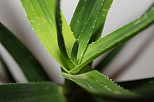 Detail of Aloiampelos gracilis rosette Aloe gracilis climbing aloe rosette 8.JPG