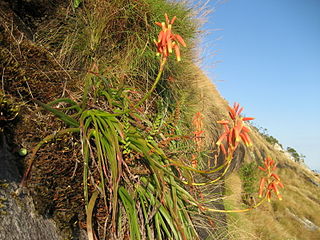 <i>Aloe inyangensis</i> Species of succulent