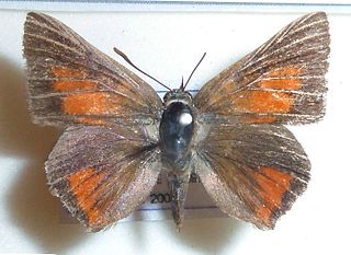 <i>Aloeides thyra</i> Species of butterfly