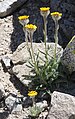 Alpine gold (Hulsea algida) side view