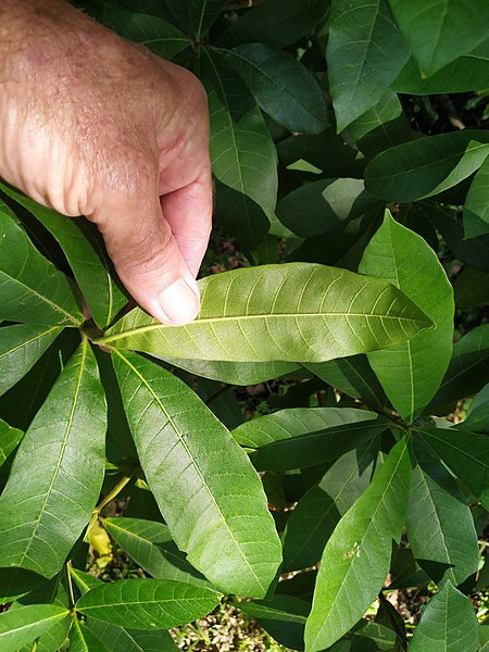 File:Alstonia-muelleriana-SF22191-03.jpg