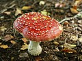 * Nomination: Amanita muscaria (L.) Lam. (1783) Fly agaric at Tillegem Bos, Brugge, Belgium -- 21 January 2021 (UTC) * * Review needed