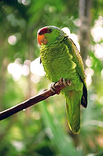 Lilac-crowned amazon Species of bird