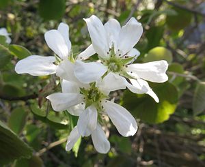 Amelanchier wiegandii - blossoms - 2.jpg