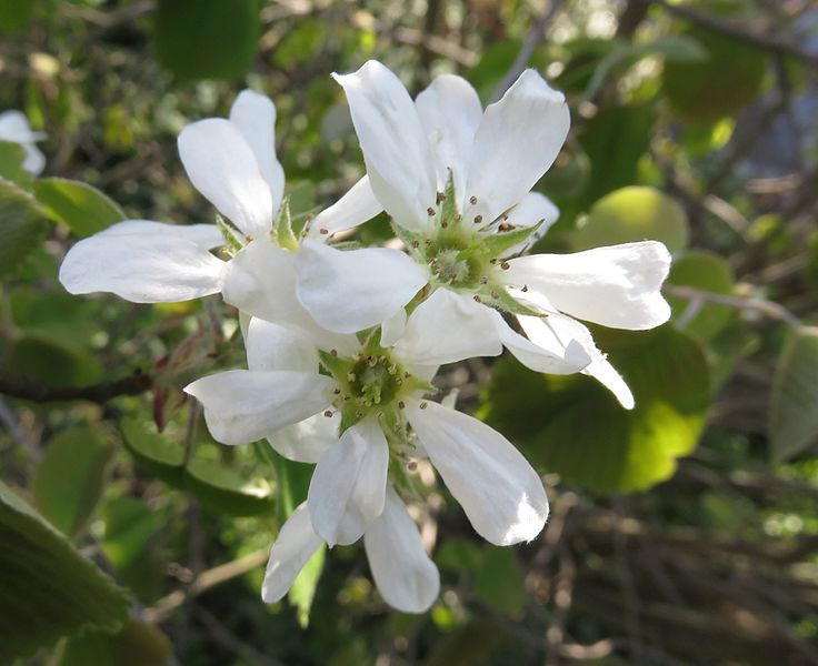 File:Amelanchier wiegandii - blossoms - 2.jpg