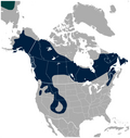 Thumbnail for File:American Three-toed Woodpecker Picoides dorsalis distribution map 2.png