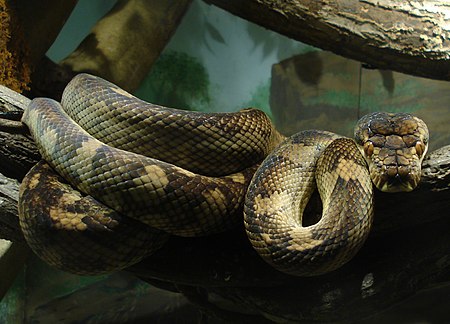 Змея питон большой. Аметистовый питон. Аметистовый питон змея. Morelia amethistina. Анаконда большая змея в мире.