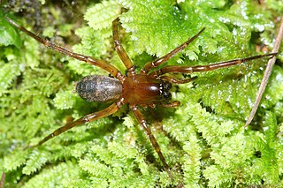 <i>Amphinecta</i> Genus of spiders