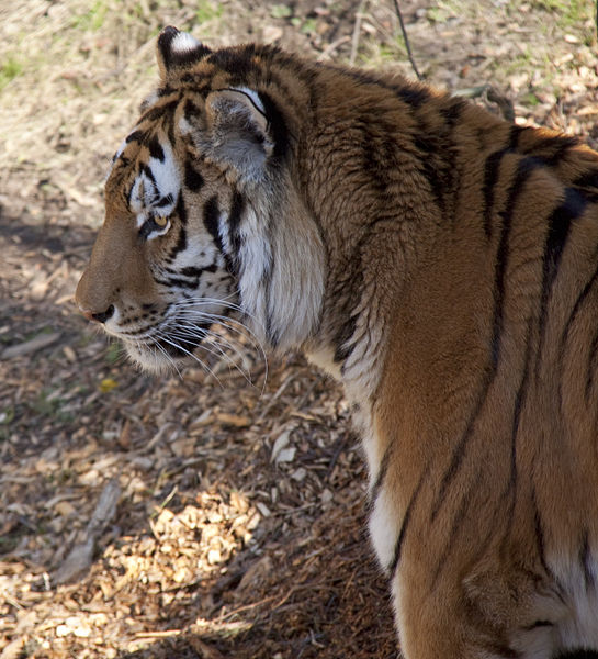 File:Amur Tiger 7d (5512751040).jpg