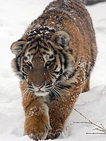 Уссурийский (Амурский) тигр — один из символов края