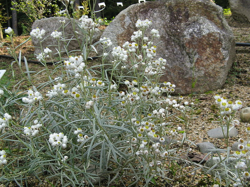 File:Anaphalis margaritacea subsp yedoensis2.jpg