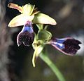 Ophrys atlantica flower