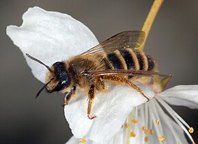 Popis tohoto obrázku, také komentován níže