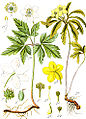 1. Anemone nemorosa 2. Anem. ranunculoides plate 43