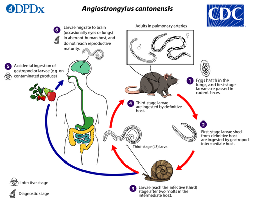 Жизненный цикл легочного. Паразит Angiostrongylus cantonensis. Нематода Angiostrongylus cantonensis.