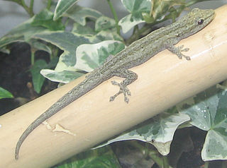 <span class="mw-page-title-main">Angulated dwarf gecko</span> Species of lizard