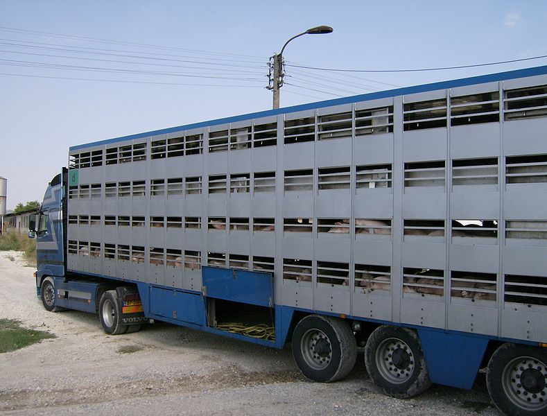 File:Animal transport 1.jpg