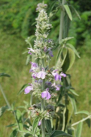 <i>Anisomeles malabarica</i> Species of flowering plant