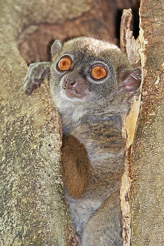 <span class="mw-page-title-main">Sportive lemur</span> Genus of lemurs