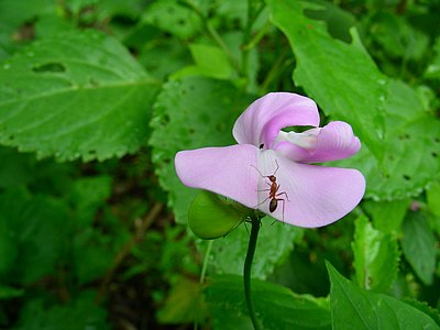 Ant walking under a specie of Orchidaceae at Sanjay Gandhi National Park Mumbai. Ant
