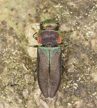 <i>Anthaxia viridifrons</i> Species of beetle