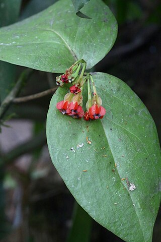 <i>Anthopterus</i> Genus of flowering plants