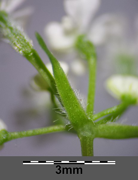 File:Anthriscus cerefolium var. longirostris sl13.jpg