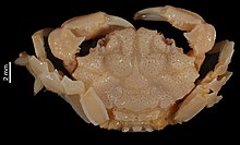 Antrocarcinus petrosus (MNHN-IU-2014-10483) 002.jpeg