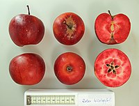 Apfel mit Schnitt Roter Wildapfel (fcm).jpg