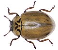 Aphidecta obliterata (Linné, 1758 Coccinellidae