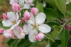 Apple tree blossoms (Malus pumila)