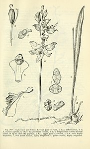 Fig. 369 Calopogon pulchellus Calopogon tuberosus