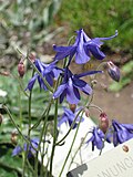 Thumbnail for Aquilegia einseleana