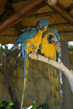 辛辛那提動物園裡的藍喉金剛鸚鵡