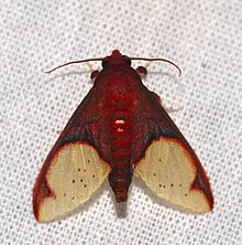 پروانه Arctiid (Epimolis incarnata) (25444910707) .jpg