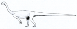 Miniatura para Arcusaurus pereirabdalorum