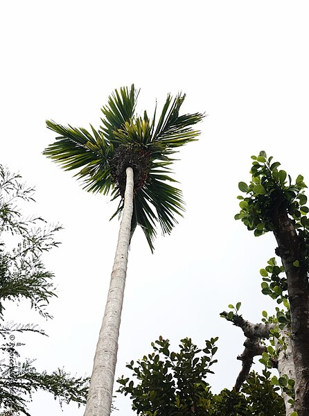 File:Areca catechu 32466990.jpg