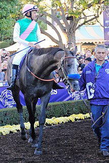 Arrogate American-bred Thoroughbred racehorse