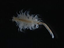 File:Artemia salina.jpg - Wikipedia