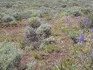 <span class="mw-page-title-main">Plant cover</span> Relative area covered by different plant species in a small plot