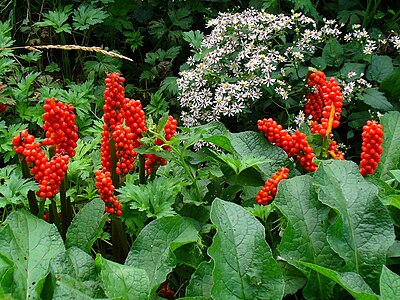 Arum italicum Infrutescences