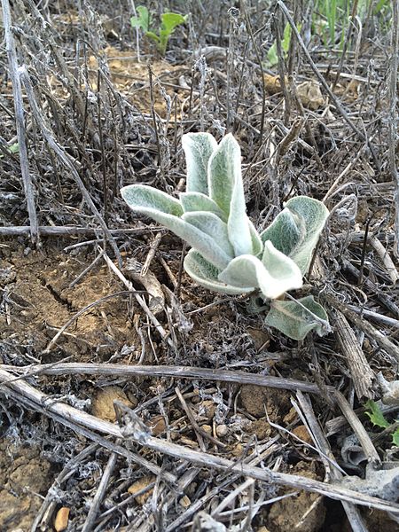 File:Asclepias californica, California milkweed.jpg