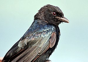 Szary drongo (Dicrurus leucophaeus)