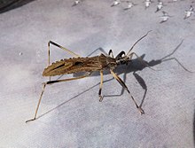 Assassin Bug. Видове онкоцефали. Reduviidae - Flickr - gailhampshire.jpg