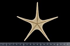 File:Astroceramus eleaumei (MNHN-IE-2007-1067) 03.jpg (Category:Echinodermata in the Muséum national d'histoire naturelle)